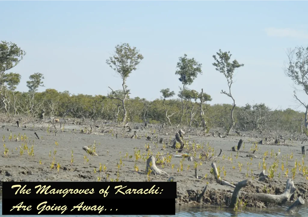 The Karachi Mangroves Are Going Away