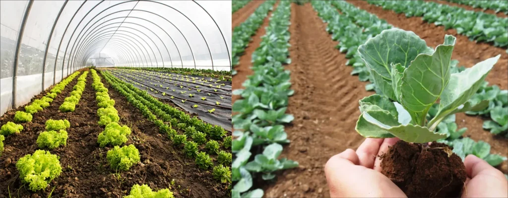 vegetable farming
