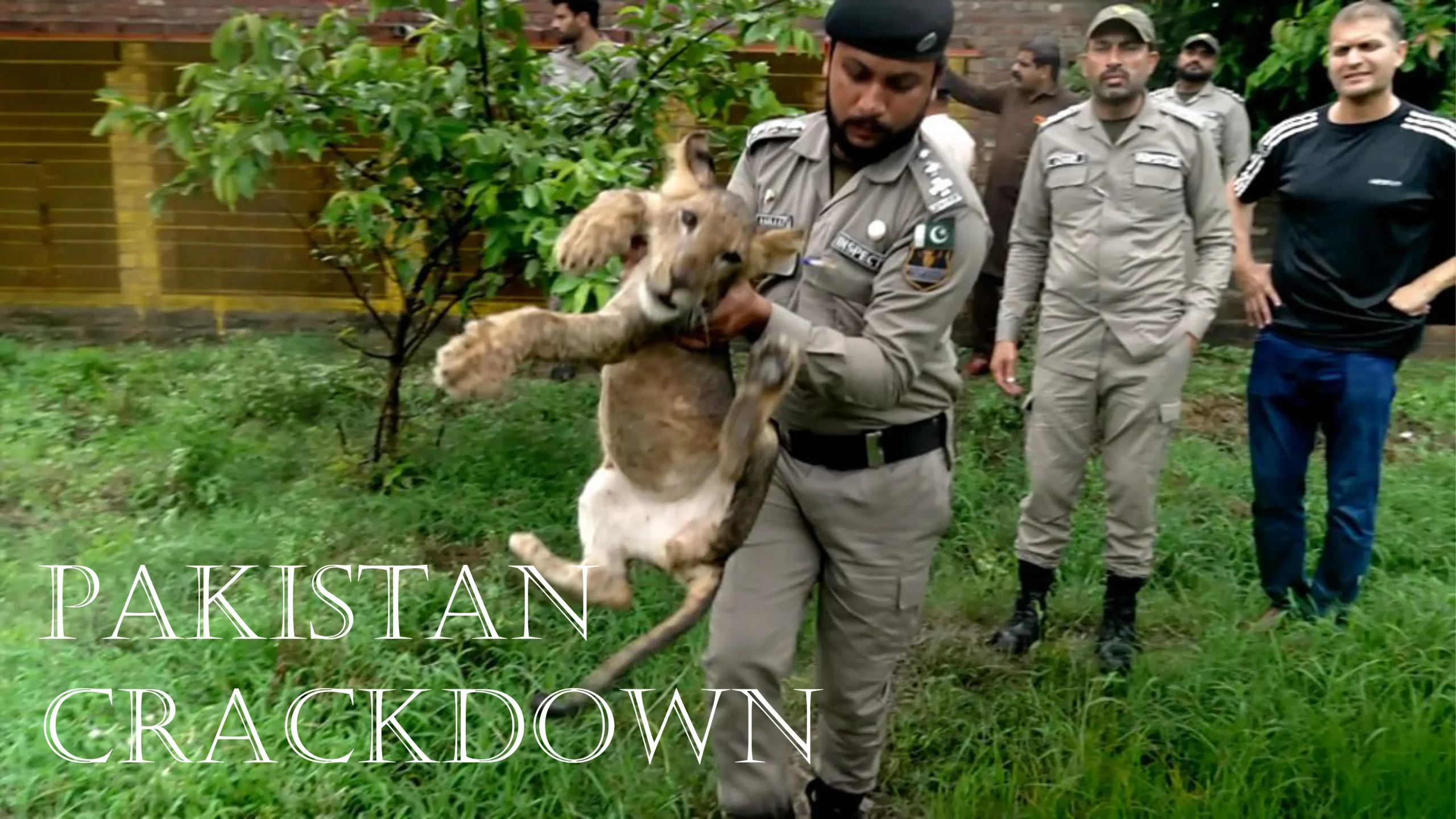 pakistan big cat owners