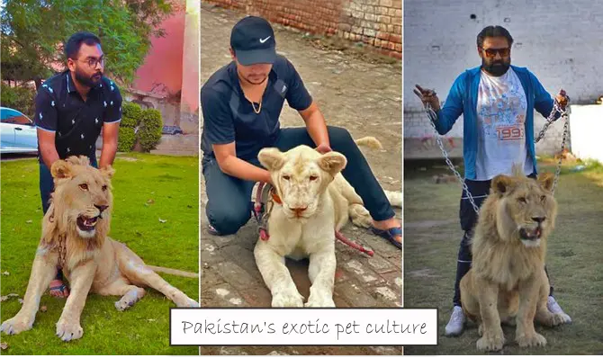 exotic pets