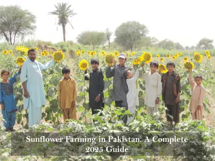 sunflower farming
